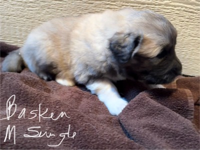 MBK Baskin (Bahsh-keen)