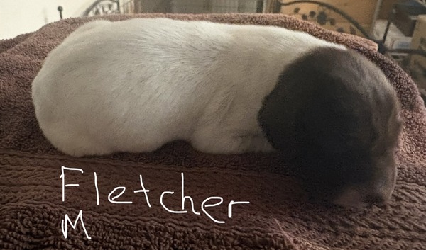 Fletcher