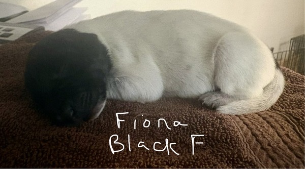 Fiona