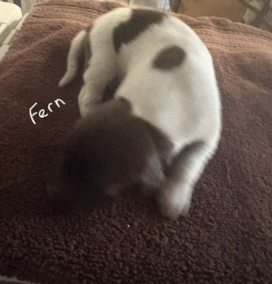 Fern
