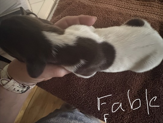 Fable