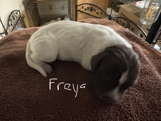 Freya
