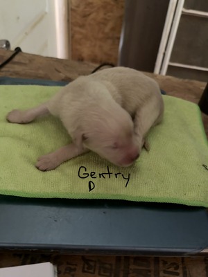 MBK Gentry