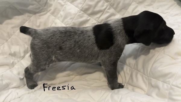 Freesia