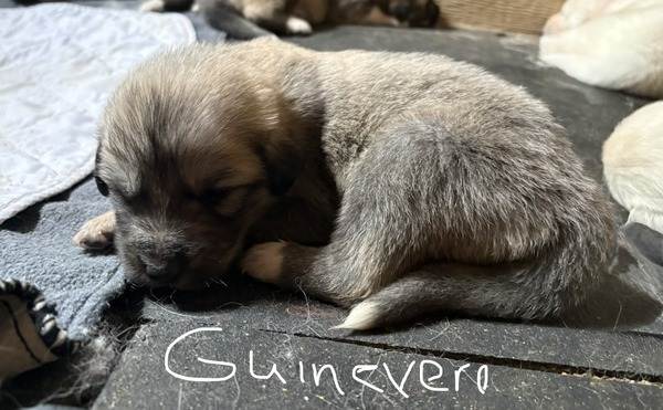 MBK Guinevere