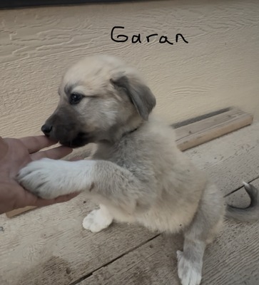 MBK Garan