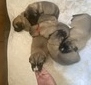 Meant to B Litter