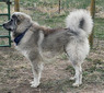 W2E Lobo