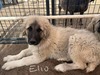MBK Elio