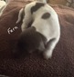 Fern