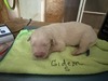 MBK Gideon