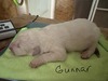 MBK Gunnar