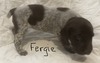 Fergie