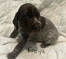 Freya