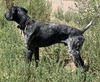 Mountain Breeze’s Seeking Hans Grace (Hans)