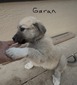 MBK Garan